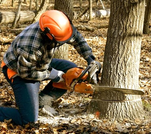 Tree Removal in Hunter, KS